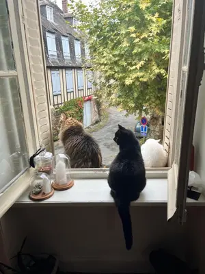Animal ou animaux domestique(s) séjournant avec des clients dans l'établissement Tres Jolie Maison