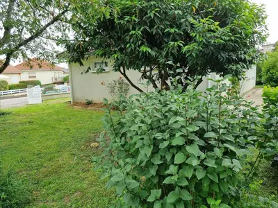 Jardin de l'établissement Maison quartier ouest Limoges