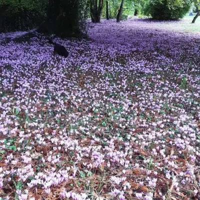 Plan de l'établissement Chambres D'hôtes Les Cyclamens
