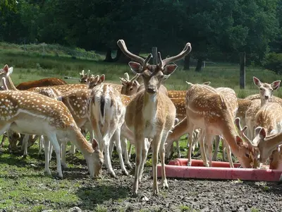 Animaux dans le B&B/chambre d'hôtes ou à proximité