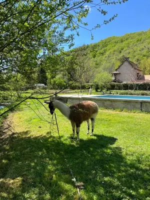 Animaux dans la maison de vacances ou à proximité