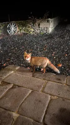 Animal ou animaux domestique(s) séjournant avec des clients dans l'établissement Hôtel Restaurant du Plomb du Cantal