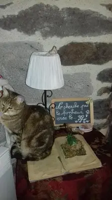 Animal ou animaux domestique(s) séjournant avec des clients dans l'établissement Chez Marraine