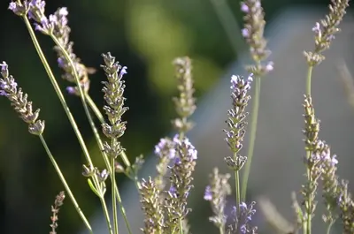 Jardin de l'établissement Lalande-Laborie