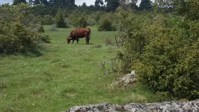 Animaux dans le B&B/chambre d'hôtes ou à proximité