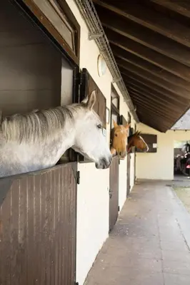 Animaux dans l'hôtel ou à proximité