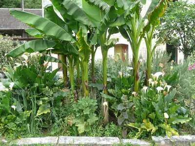 Jardin de l'établissement pipowagen Blagour gelegen aan waterbron