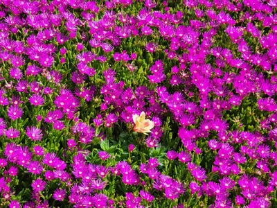 Jardin de l'établissement Meublé de tourisme 