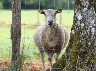 Animaux dans la maison de vacances ou à proximité