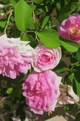 Jardin de l'établissement Maison du Cèdre