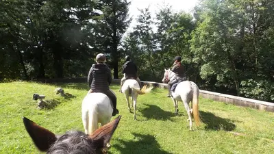 Animaux dans la maison d'hôtes ou à proximité