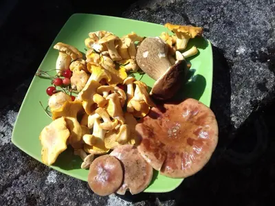 Nourriture dans la maison d'hôtes ou à proximité