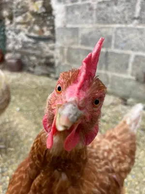 Animaux dans la ferme ou à proximité