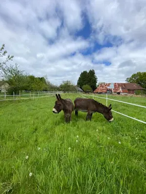Animaux dans la ferme ou à proximité