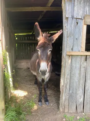 Animaux dans la ferme ou à proximité