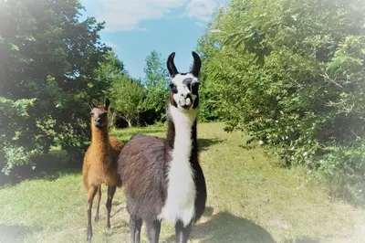 Animaux dans la ferme ou à proximité