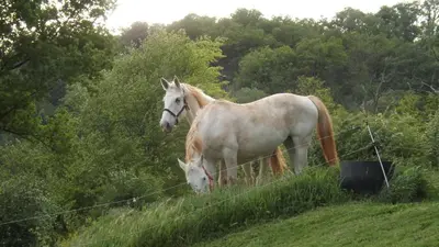 Animaux dans le B&B/chambre d'hôtes ou à proximité