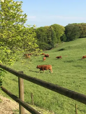 Animaux dans la maison de vacances ou à proximité