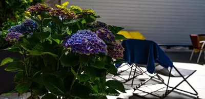 Plan de l'établissement Villa les Dahlias