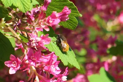 Jardin de l'établissement B&B Les Tranchées