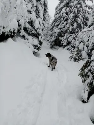 L'établissement Le Figarelou en hiver