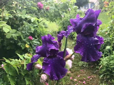 Jardin de l'établissement Le Figarelou