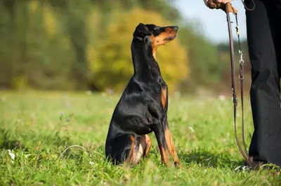 Animal ou animaux domestique(s) séjournant avec des clients dans l'établissement Annie jouve chambres d'hôtes champassis