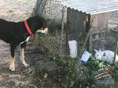 Animal ou animaux domestique(s) séjournant avec des clients dans l'établissement La cavalièra