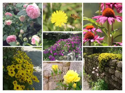 Jardin de l'établissement A L'Ombre du Tilleul