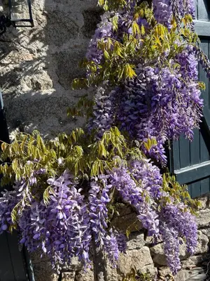 Jardin de l'établissement Le Moulin des Farges