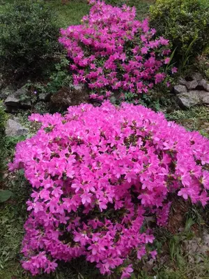 Jardin de l'établissement gite de beletou