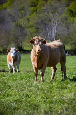 Animaux dans la maison de vacances ou à proximité