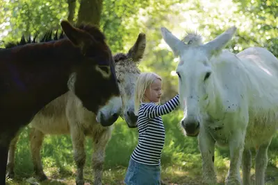 Animaux dans la tente de luxe ou à proximité