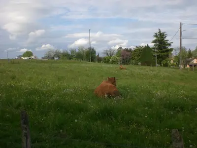Animaux dans la maison de vacances ou à proximité
