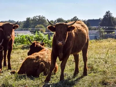 Animaux dans la maison de vacances ou à proximité