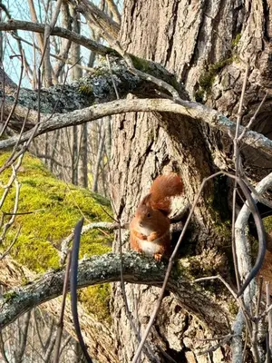 Animaux dans l'hôtel ou à proximité