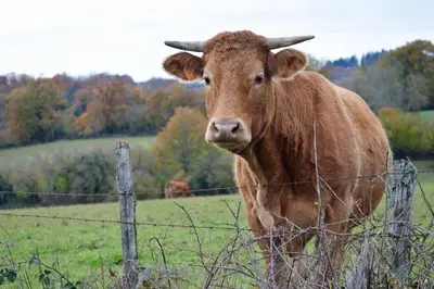 Animaux dans le B&B/chambre d'hôtes ou à proximité
