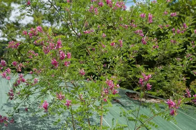 Jardin de l'établissement Chambre BEAUSEJOUR