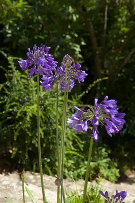 Jardin de l'établissement Chambre BEAUSEJOUR