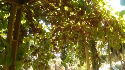 Jardin de l'établissement La maison O kiwis - Chambres d'hôtes