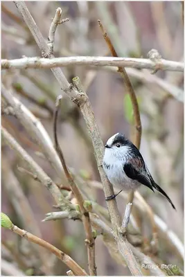 Animaux dans l'appartement ou à proximité