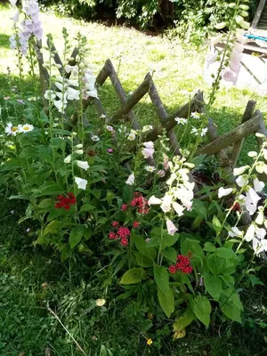 Jardin de l'établissement chambre chez l'habitant