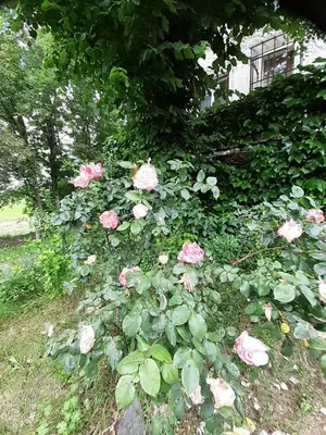 Jardin de l'établissement Le Nid des Avezous