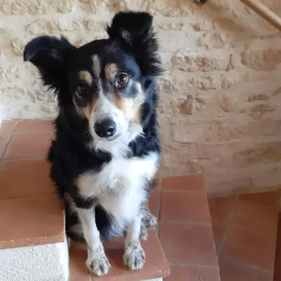 Animal ou animaux domestique(s) séjournant avec des clients dans l'établissement Le Manoir de Carlucet Gite