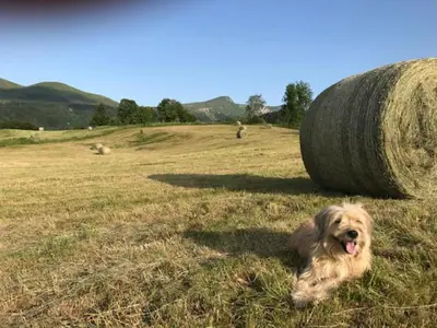 Animal ou animaux domestique(s) séjournant avec des clients dans l'établissement Mont-Dore: T2 avec Balcon, Parking et WIFI - FR-1-608-125