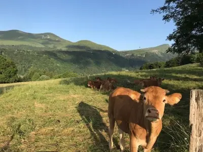 Animaux dans l'appartement ou à proximité