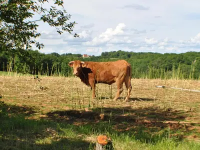 Animaux dans la maison de vacances ou à proximité
