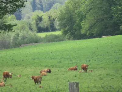Animaux dans la maison de vacances ou à proximité