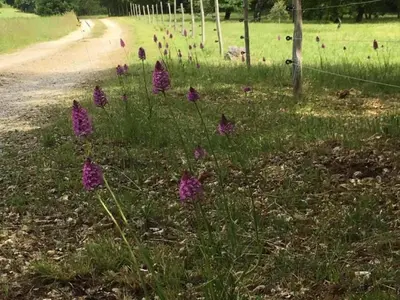 Jardin de l'établissement Maison de campagne avec wifi près de Thenon, 3 chambres - FR-1-616-138