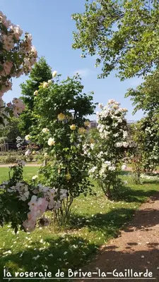Jardin de l'établissement Chambre climatisée au cœur de brive avec téléviseur connecté wifi Netflix